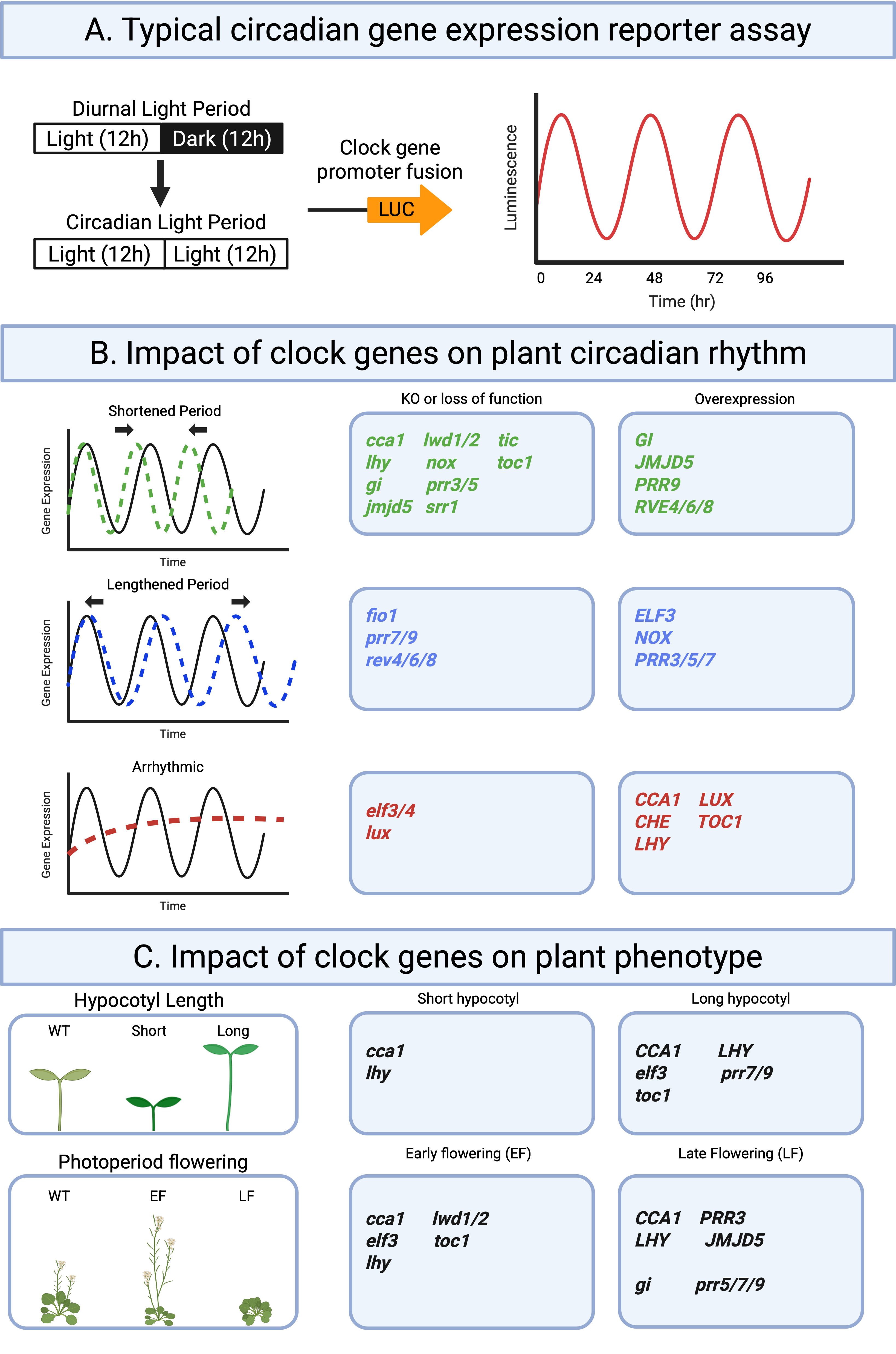 Arabidopsis circadian clock gene phenotypes