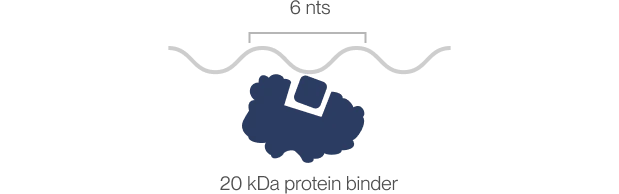 RNA modifications