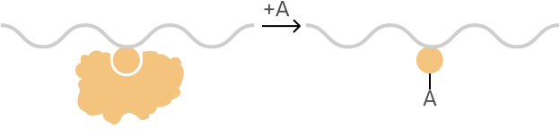 Novel RNA modifying enzymes