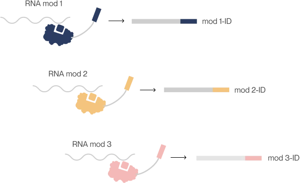RNA modification and RNA expression