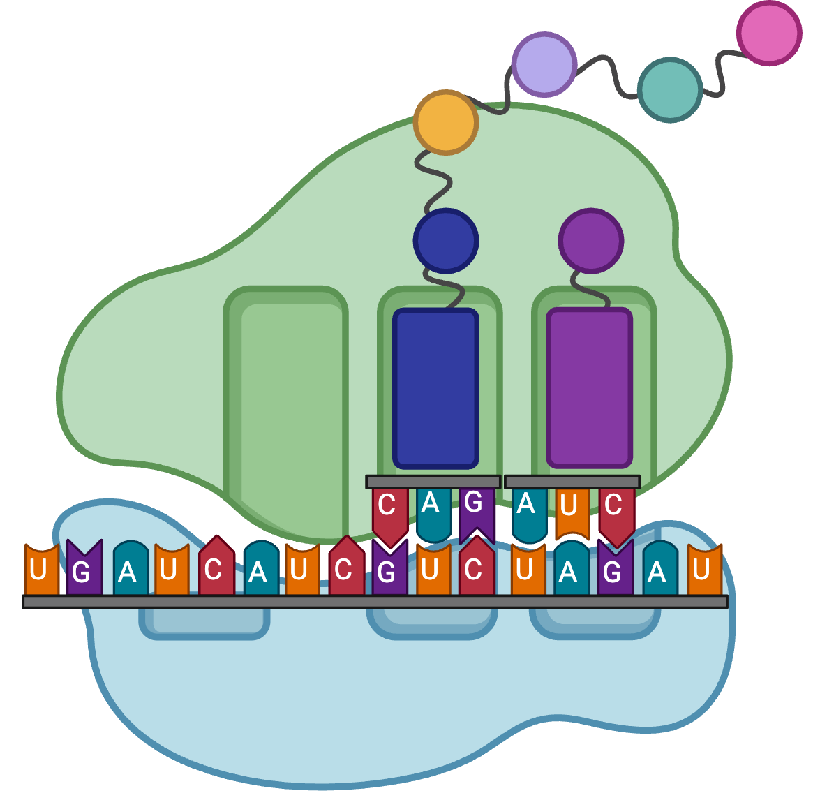 ADAR2 Icon