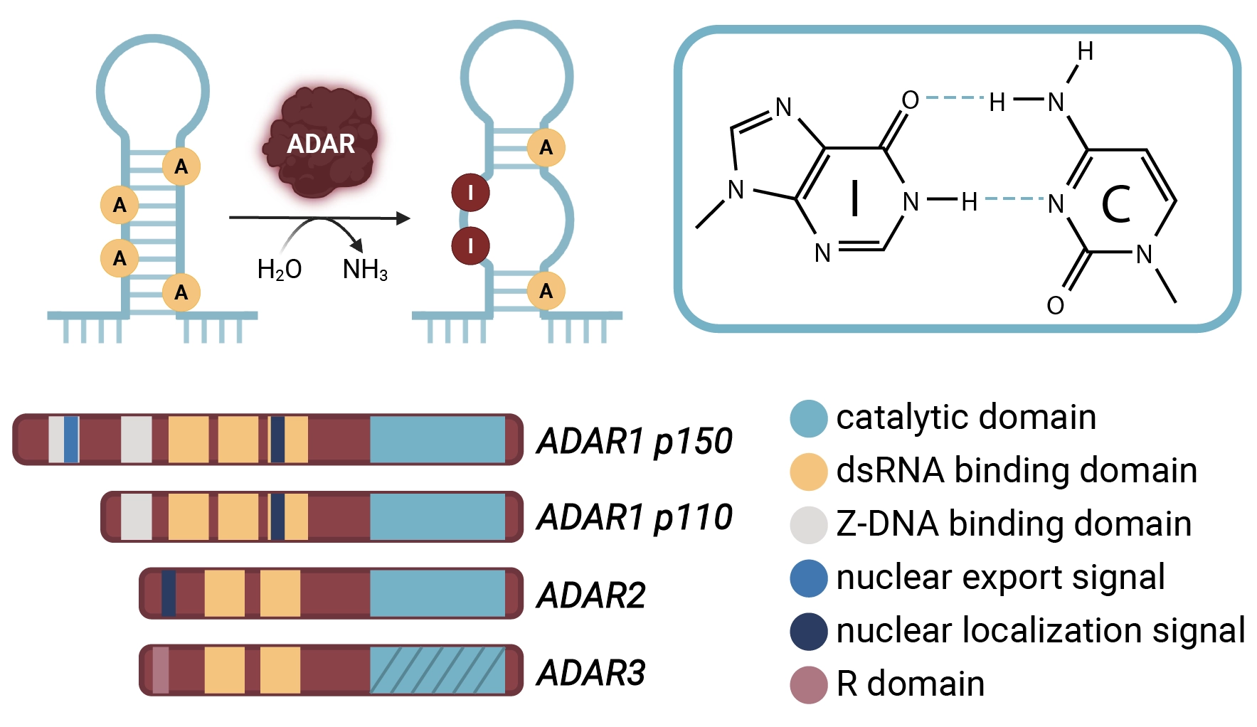 Top Left: ADAR A-I RNA editing disrupts RNA secondary structure. Top Right: Inosine preferentially base pairs with cytosine. Bottom: Domain organization of ADARs.