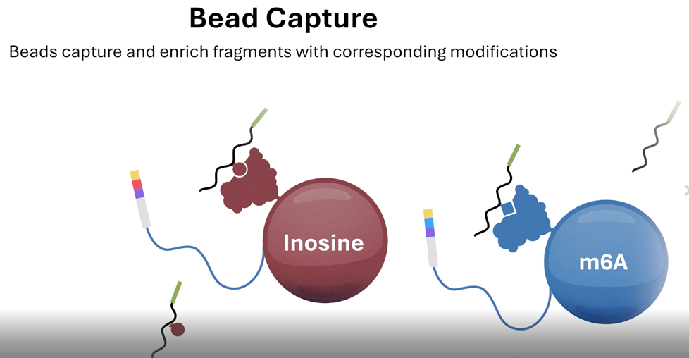 Watch AlidaBio’s EpiPlex Platform workflow, showing step-by-step process from RNA sample to sequencing-ready library creation and analysis in the EpiScout software. Visual highlights include enrichment-based library prep using non-antibody binders, streamlined protocol steps, and data output displaying detection and quantitation of RNA modifications (m6A and inosine) alongside gene expression.