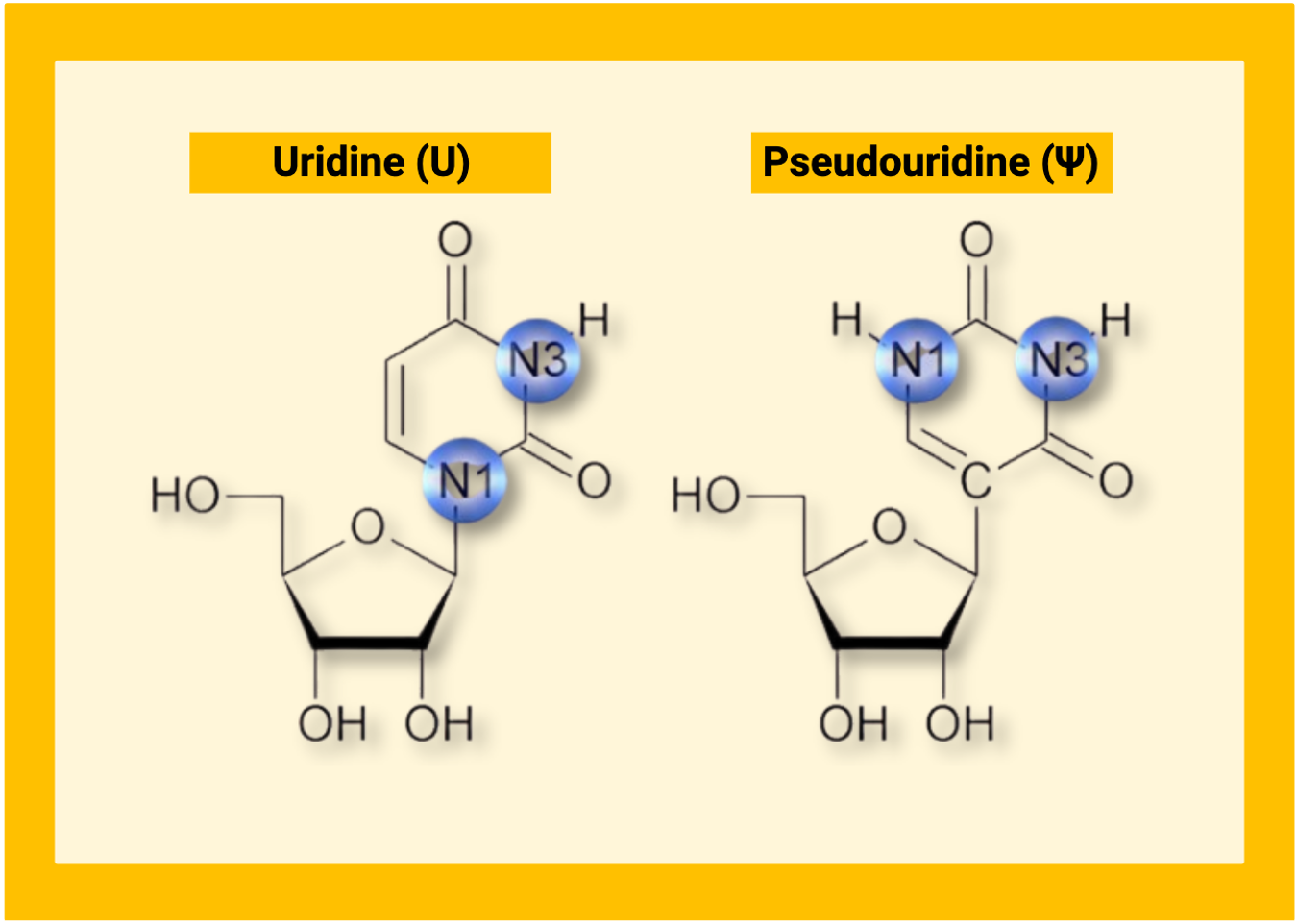 Chemical structures of uridine and pseudouridine showing the altered glycosidic bond and highlighted N1 and N3 positions