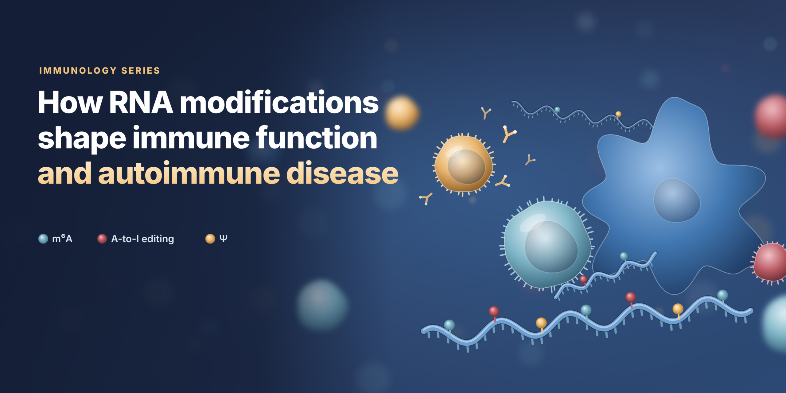 Immunology Series: How RNA modifications shape immune function and autoimmune disease
