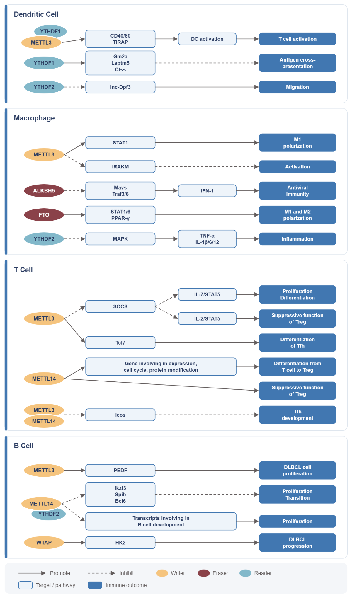 Pathway diagram of m6A writers, erasers, and readers regulating target genes and immune outcomes in dendritic cells, macrophages, T cells, and B cells.